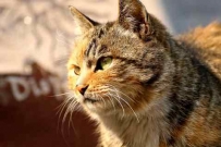 可爱的猫咪