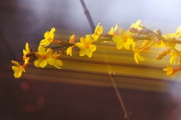 路边的迎春花
