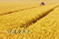 收获的季节