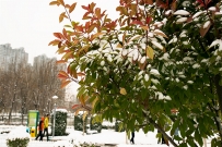 雪染的风采