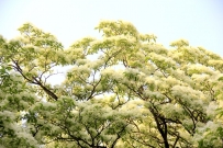 流苏开花了