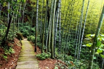 竹林小路