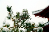 马年雪韵
