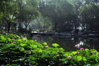 仲夏玉渊潭