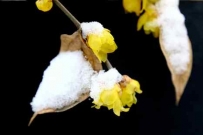 腊梅敖雪香万里