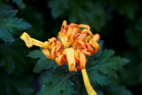 菊魂