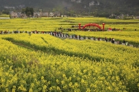 广西南丹油菜花