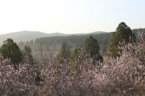 梁山桃花盛开