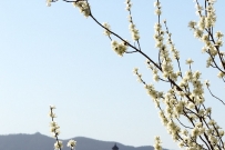 西山春色
