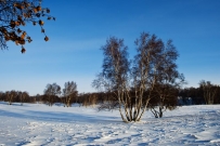 雪后