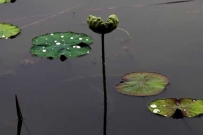 静