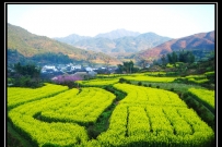 阳春三月婺源扫黄去