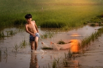 稻田地里的少年