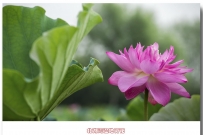 北湖湾湿地荷花