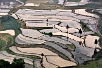 茗岙梯田