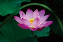 护花使者