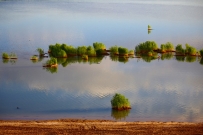 湿地