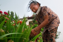 花季奶奶