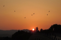 燕舞夕阳