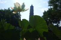 比高