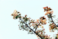 又逢樱花烂漫时