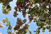 绿茵花红，正午广场