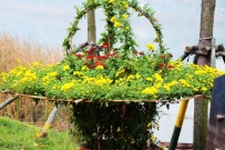 廖沟河花艳