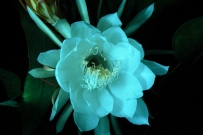 昙花