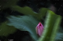 【原创】雨荷