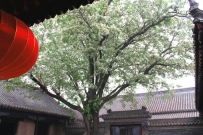 花开香满院