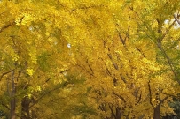 赏秋