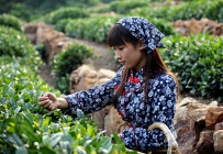茶香姑娘美