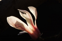 玉兰花