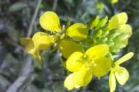 真实摄影作品 盛开的油菜花