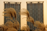 夕阳下的荻花