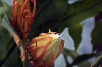 《昙花一现》计时
