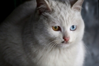 猫图