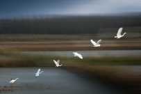 一行白鹭上青天