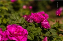 步步高升之百日菊