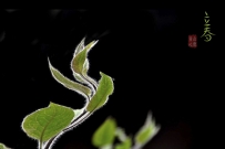 [原创] 立春