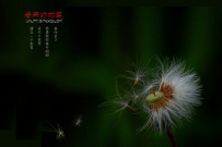 【原创】春天的故事