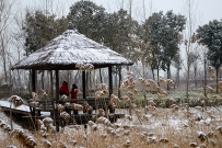 雪中情