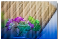 百花园荷花二