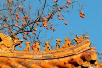 守护
