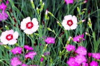 南池春花