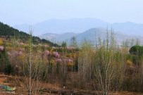 泗水山里风景