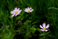 【原创】花花一组