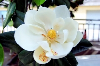 广玉兰花开